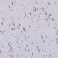 Anti-CELF5 antibody produced in rabbit