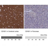Anti-CEND1 antibody produced in rabbit 