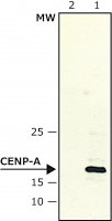 Anti-CENP-A antibody produced in rabbit