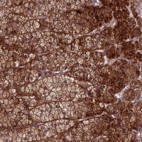 Anti-CENPL antibody produced in rabbit