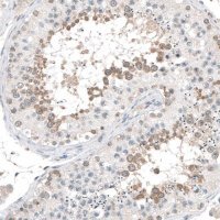 Anti-CEP131 antibody produced in rabbit 