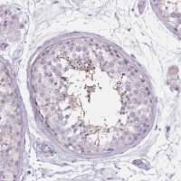 Anti-CEP19 antibody produced in rabbit