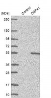 Anti-CEP41 antibody produced in rabbit 