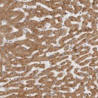 Anti-CERS2 antibody produced in rabbit