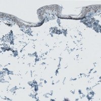 Anti-CERS3 antibody produced in rabbit 
