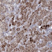 Anti-CES4A antibody produced in rabbit
