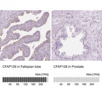 Anti-CFAP126 antibody produced in rabbit 