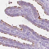 Anti-CFAP52 antibody produced in rabbit