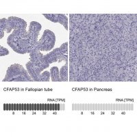 Anti-CFAP53 antibody produced in rabbit 