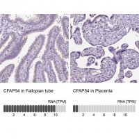 Anti-CFAP54 antibody produced in rabbit 