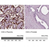 Anti-CGA antibody produced in rabbit 