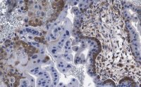 Anti-cGAS Antibody, clone 1B5 ZooMAb� Rabbit Monoclonal 