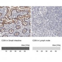 Anti-CGN antibody produced in rabbit 