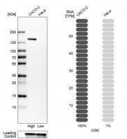 Anti-CGN antibody produced in rabbit 