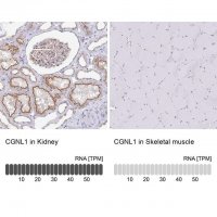 Anti-CGNL1 antibody produced in rabbit 
