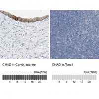 Anti-CHAD antibody produced in rabbit 