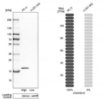 Anti-CHCHD10 antibody produced in rabbit