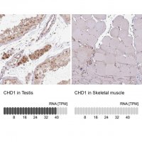 Anti-CHD1 antibody produced in rabbit