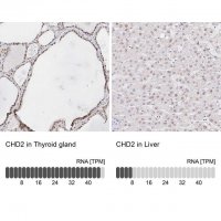 Anti-CHD2 antibody produced in rabbit 