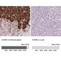 Anti-CHGB antibody produced in rabbit 