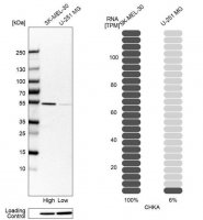 Anti-CHKA antibody produced in rabbit 