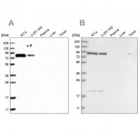 Anti-CHML antibody produced in rabbit HPA029627-100UL