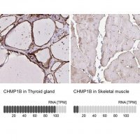 Anti-CHMP1B antibody produced in rabbit 