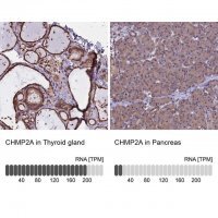 Anti-CHMP2A antibody produced in rabbit 