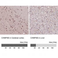 Anti-CHMP4B antibody produced in rabbit 