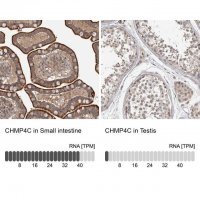Anti-CHMP4C antibody produced in rabbit 