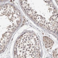 Anti-CHMP4C antibody produced in rabbit 