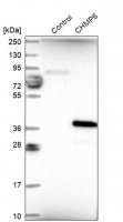 Anti-CHMP6 antibody produced in rabbit 