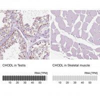 Anti-CHODL antibody produced in rabbit
