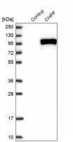 Anti-CHPF antibody produced in rabbit 