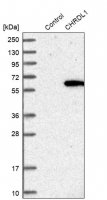 Anti-CHRDL1 antibody produced in rabbit 