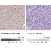 Anti-CHRM1 antibody produced in rabbit 