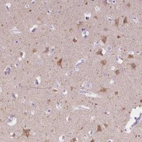 Anti-CHRM1 antibody produced in rabbit 