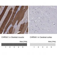 Anti-CHRNA1 antibody produced in rabbit 