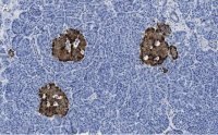 Anti-Chromogranin A Antibody, clone 5F23 ZooMAb� Rabbit Monoclonal 