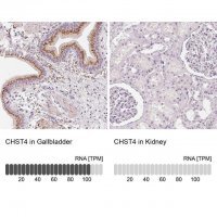 Anti-CHST4 antibody produced in rabbit 