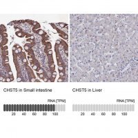 Anti-CHST5 antibody produced in rabbit 