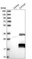 Anti-CHTOP antibody produced in rabbit 