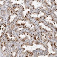 Anti-CIART antibody produced in rabbit HPA027515-100UL