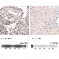 Anti-CIC antibody produced in rabbit