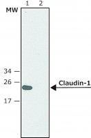 Anti-Claudin-1 (C-terminal) antibody produced in rabbit SAB4200534-200UL