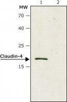 Anti-Claudin-4 antibody produced in rabbit SAB4200573-200UL