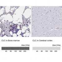 Anti-CLC antibody produced in rabbit 