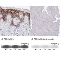 Anti-CLDN1 antibody produced in rabbit 