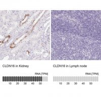 Anti-CLDN16 antibody produced in rabbit 