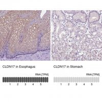 Anti-CLDN17 antibody produced in rabbit